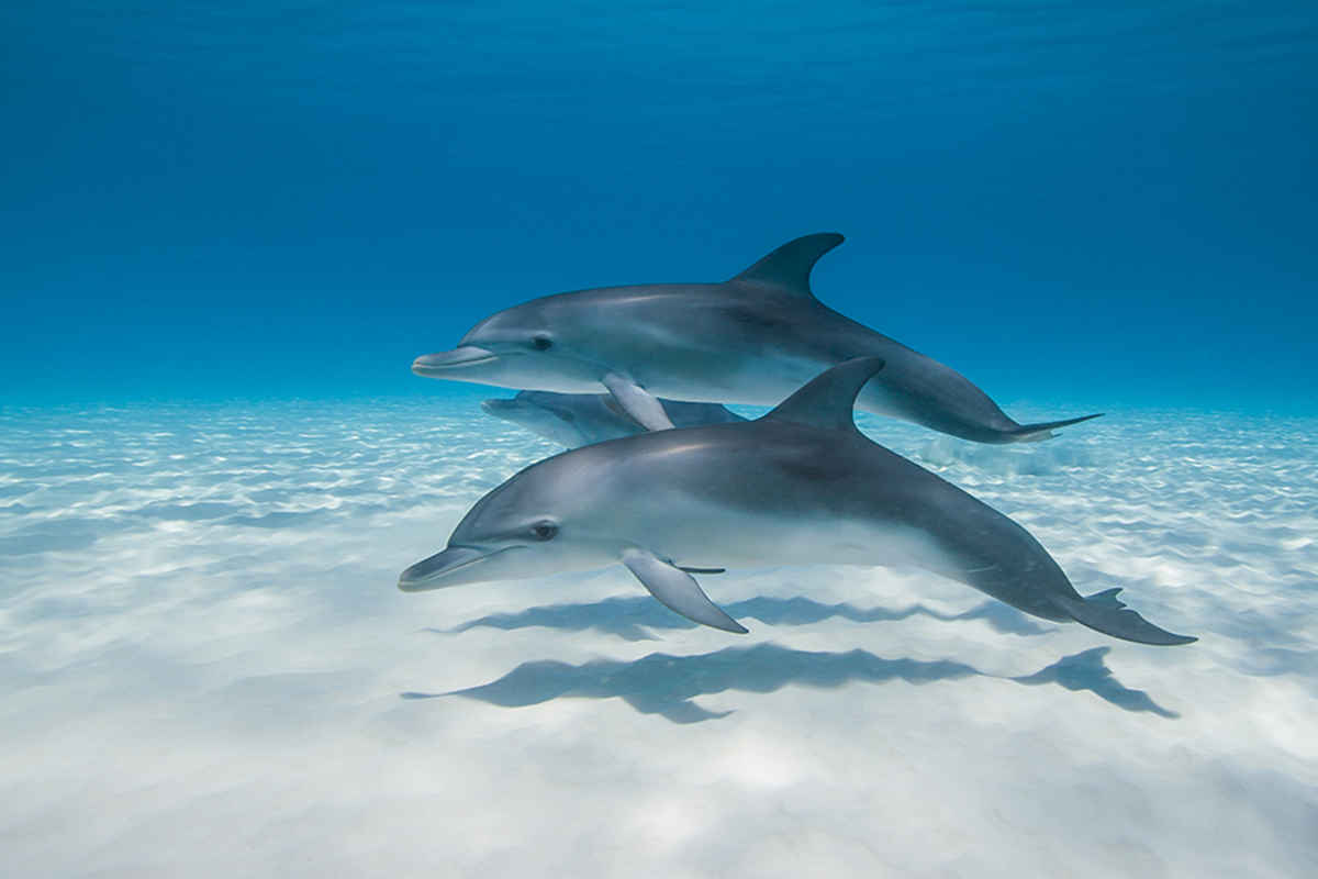 Características de los delfines