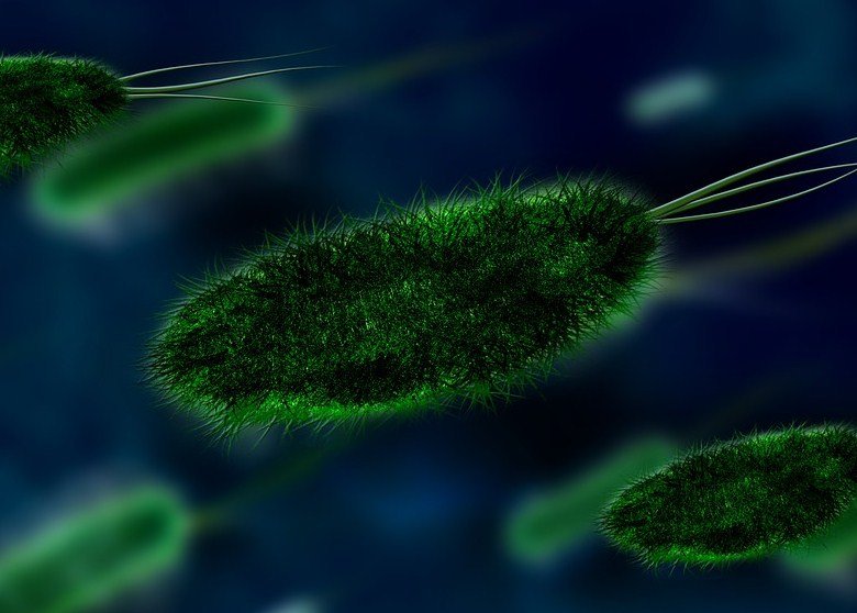 características de bacterias