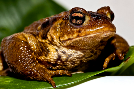 características de Respiración Cutánea 