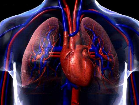 características Sistema Circulatorio 