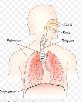 Características Sistema Respiratorio 