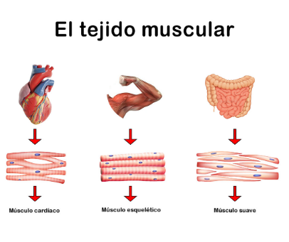 características de Tejido Muscular