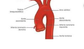características de la Aorta