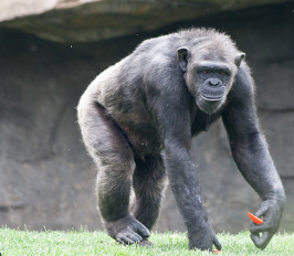 características del Chimpancé