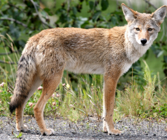 Características de los Coyotes