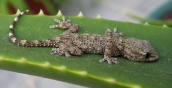 Características de los Geckos