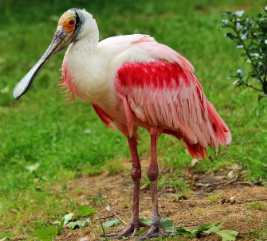 Características de Espátula Rosada